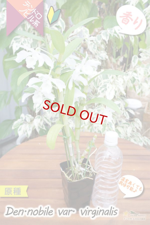 画像5: 【ノビルの白花変種・デンドロ原種】Den. nobile var.virginalis（原種）デンドロビウム　ノビル　バー・バージナリス (5)