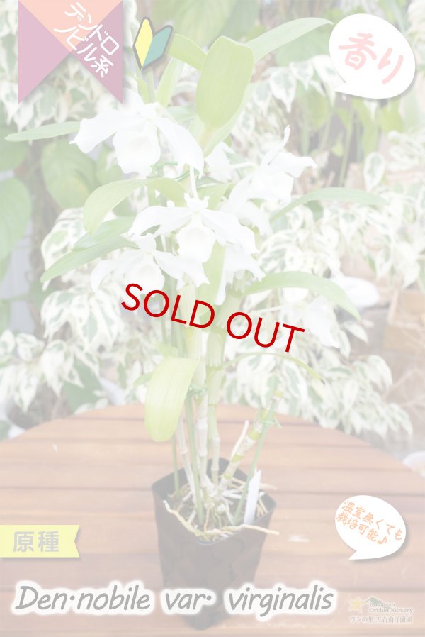 画像4: 【ノビルの白花変種・デンドロ原種】Den. nobile var.virginalis（原種）デンドロビウム　ノビル　バー・バージナリス (4)