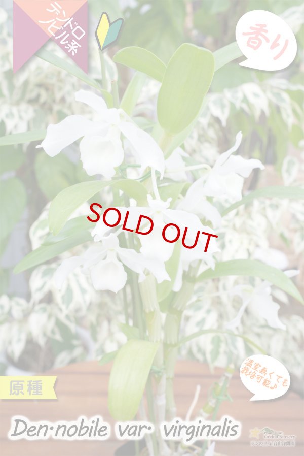 画像3: 【ノビルの白花変種・デンドロ原種】Den. nobile var.virginalis（原種）デンドロビウム　ノビル　バー・バージナリス (3)