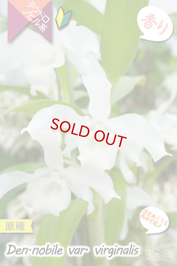 画像2: 【ノビルの白花変種・デンドロ原種】Den. nobile var.virginalis（原種）デンドロビウム　ノビル　バー・バージナリス (2)