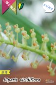 画像5: 【薄暗い場所でも育てられる♪水が好きなアジアの原種】Liparis viridiflora（原種）リパリス　ビリディフローラ (5)