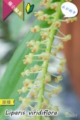 画像4: 【薄暗い場所でも育てられる♪水が好きなアジアの原種】Liparis viridiflora（原種）リパリス　ビリディフローラ (4)