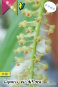 画像3: 【薄暗い場所でも育てられる♪水が好きなアジアの原種】Liparis viridiflora（原種）リパリス　ビリディフローラ (3)