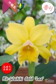 画像1: 【花持ちと強い香りが良いイエローミディカトレア】Rlc.Waikiki Gold 'Lea'（交配種）カトレア系　ワイキキゴールド　‘レア’ (1)