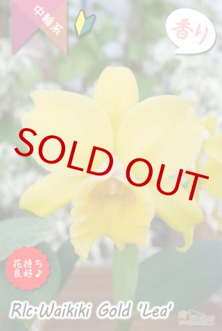 洋蘭専門店 ランの里 五台山洋蘭園「夏咲きカトレア」特集