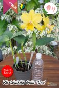 画像5: 【花持ちと強い香りが良いイエローミディカトレア】Rlc.Waikiki Gold 'Lea'（交配種）カトレア系　ワイキキゴールド　‘レア’ (5)