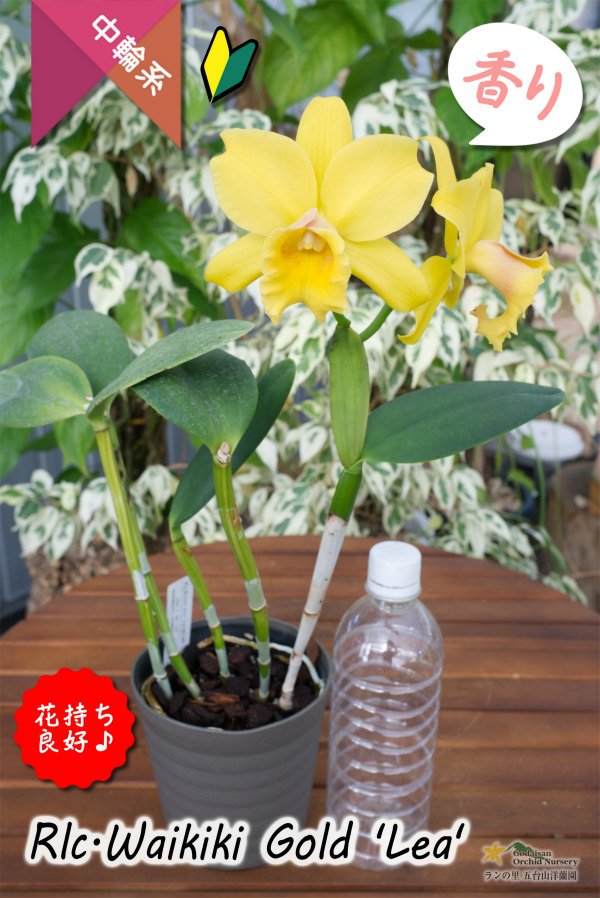 画像5: 【花持ちと強い香りが良いイエローミディカトレア】Rlc.Waikiki Gold 'Lea'（交配種）カトレア系　ワイキキゴールド　‘レア’ (5)