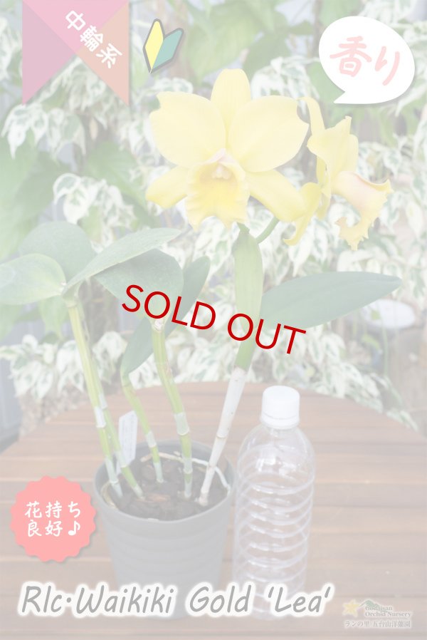 画像5: 【花持ちと強い香りが良いイエローミディカトレア】Rlc.Waikiki Gold 'Lea'（交配種）カトレア系　ワイキキゴールド　‘レア’ (5)
