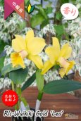 画像3: 【花持ちと強い香りが良いイエローミディカトレア】Rlc.Waikiki Gold 'Lea'（交配種）カトレア系　ワイキキゴールド　‘レア’ (3)