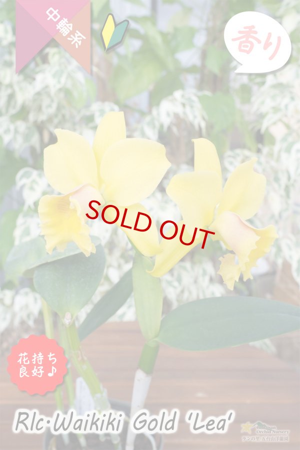 画像3: 【花持ちと強い香りが良いイエローミディカトレア】Rlc.Waikiki Gold 'Lea'（交配種）カトレア系　ワイキキゴールド　‘レア’ (3)