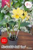 画像4: 【花持ちと強い香りが良いイエローミディカトレア】Rlc.Waikiki Gold 'Lea'（交配種）カトレア系　ワイキキゴールド　‘レア’ (4)