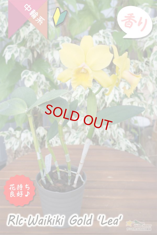 画像4: 【花持ちと強い香りが良いイエローミディカトレア】Rlc.Waikiki Gold 'Lea'（交配種）カトレア系　ワイキキゴールド　‘レア’ (4)