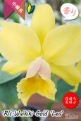 画像2: 【花持ちと強い香りが良いイエローミディカトレア】Rlc.Waikiki Gold 'Lea'（交配種）カトレア系　ワイキキゴールド　‘レア’ (2)