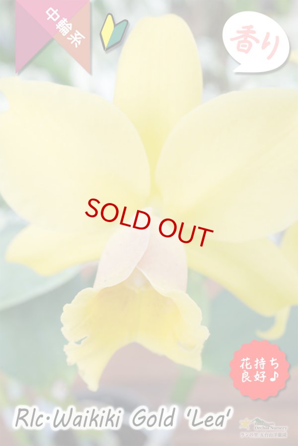 画像2: 【花持ちと強い香りが良いイエローミディカトレア】Rlc.Waikiki Gold 'Lea'（交配種）カトレア系　ワイキキゴールド　‘レア’ (2)