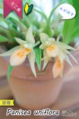 画像5: 【グミのようなバルブが可愛いラン】Panisea uniflоra（原種）パニセア ユニフローラ（=Coelogyne uniflora　セロジネ　ユニフローラ） (5)