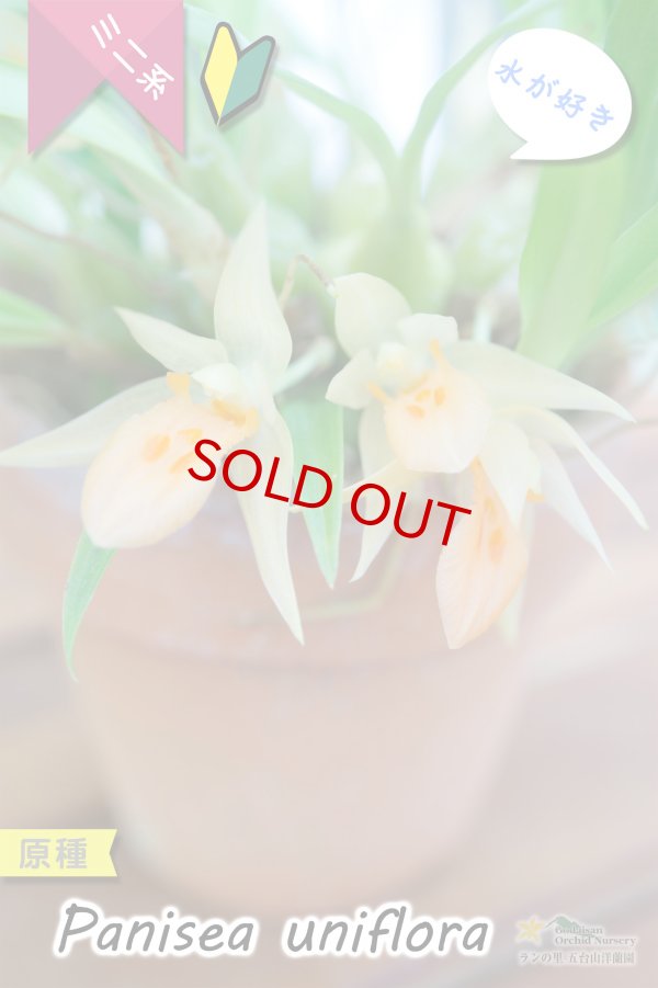 画像5: 【グミのようなバルブが可愛いラン】Panisea uniflоra（原種）パニセア ユニフローラ（=Coelogyne uniflora　セロジネ　ユニフローラ） (5)