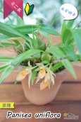 画像6: 【グミのようなバルブが可愛いラン】Panisea uniflоra（原種）パニセア ユニフローラ（=Coelogyne uniflora　セロジネ　ユニフローラ） (6)