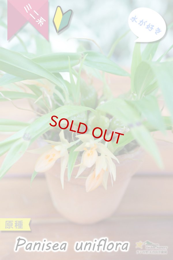 画像6: 【グミのようなバルブが可愛いラン】Panisea uniflоra（原種）パニセア ユニフローラ（=Coelogyne uniflora　セロジネ　ユニフローラ） (6)