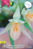 画像2: 【グミのようなバルブが可愛いラン】Panisea uniflоra（原種）パニセア ユニフローラ（=Coelogyne uniflora　セロジネ　ユニフローラ） (2)