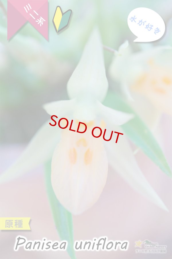 画像2: 【グミのようなバルブが可愛いラン】Panisea uniflоra（原種）パニセア ユニフローラ（=Coelogyne uniflora　セロジネ　ユニフローラ） (2)