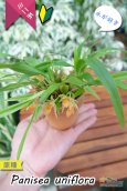 画像7: 【グミのようなバルブが可愛いラン】Panisea uniflоra（原種）パニセア ユニフローラ（=Coelogyne uniflora　セロジネ　ユニフローラ） (7)