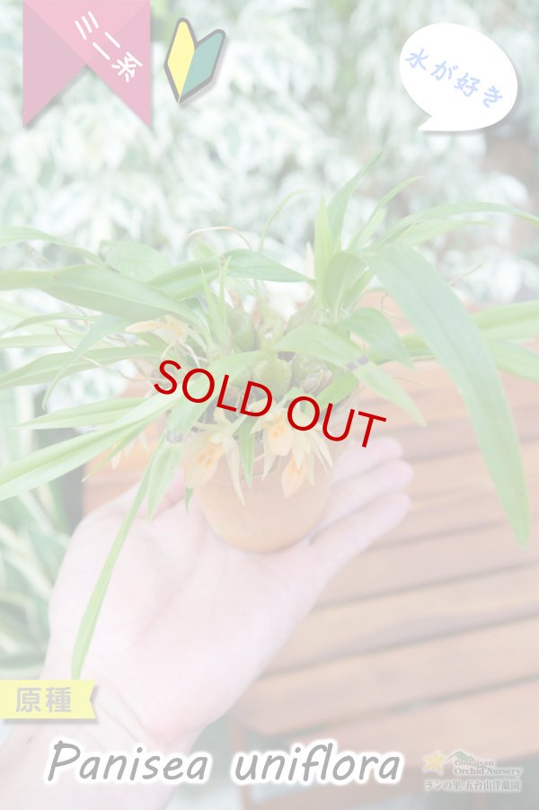 画像7: 【グミのようなバルブが可愛いラン】Panisea uniflоra（原種）パニセア ユニフローラ（=Coelogyne uniflora　セロジネ　ユニフローラ） (7)