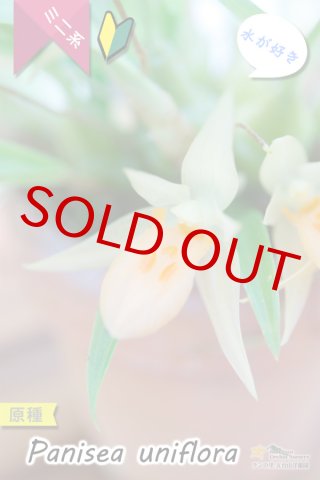 ギフト洋ラン・原種から趣味の洋蘭販売まで、生産者直営で南国高知から