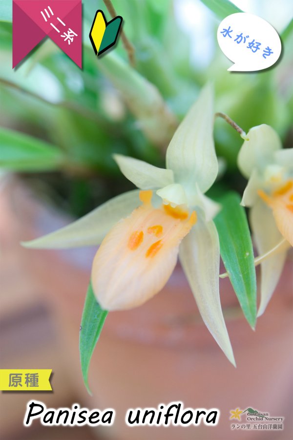 画像1: 【グミのようなバルブが可愛いラン】Panisea uniflоra（原種）パニセア ユニフローラ（=Coelogyne uniflora　セロジネ　ユニフローラ） (1)