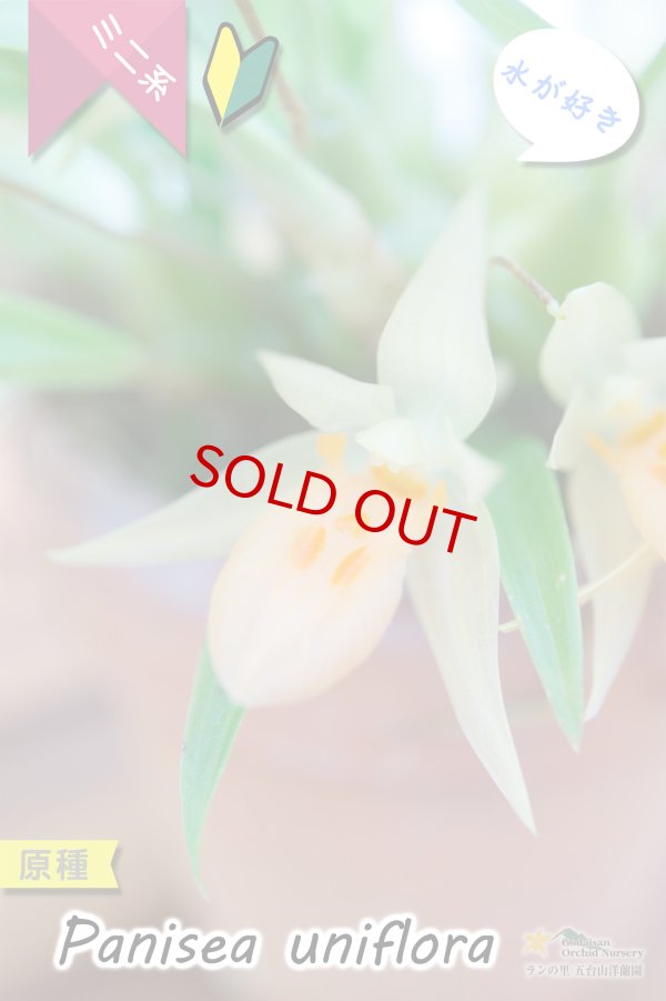 画像1: 【グミのようなバルブが可愛いラン】Panisea uniflоra（原種）パニセア ユニフローラ（=Coelogyne uniflora　セロジネ　ユニフローラ） (1)