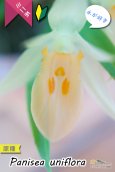 画像3: 【グミのようなバルブが可愛いラン】Panisea uniflоra（原種）パニセア ユニフローラ（=Coelogyne uniflora　セロジネ　ユニフローラ） (3)