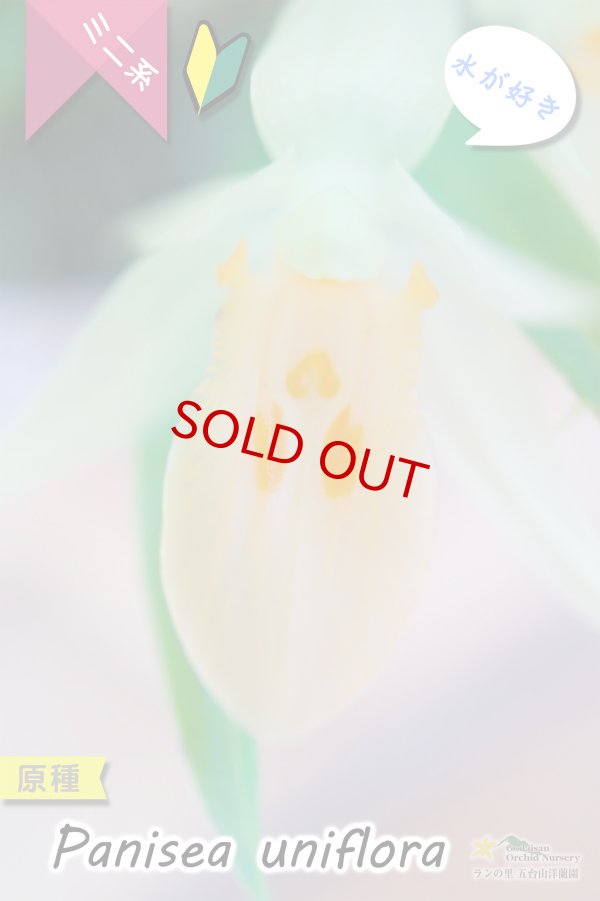 画像3: 【グミのようなバルブが可愛いラン】Panisea uniflоra（原種）パニセア ユニフローラ（=Coelogyne uniflora　セロジネ　ユニフローラ） (3)