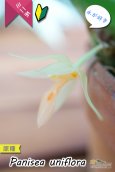 画像4: 【グミのようなバルブが可愛いラン】Panisea uniflоra（原種）パニセア ユニフローラ（=Coelogyne uniflora　セロジネ　ユニフローラ） (4)