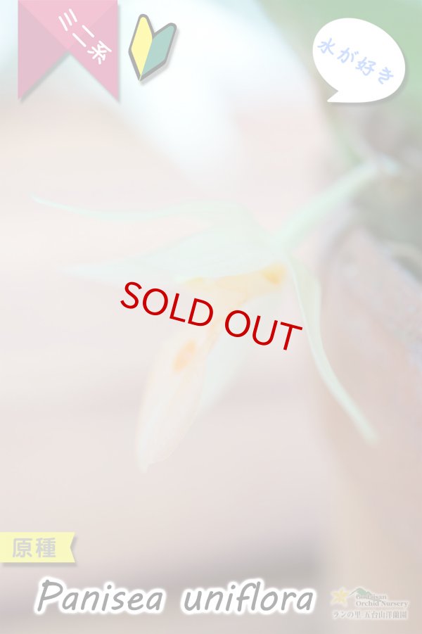 画像4: 【グミのようなバルブが可愛いラン】Panisea uniflоra（原種）パニセア ユニフローラ（=Coelogyne uniflora　セロジネ　ユニフローラ） (4)