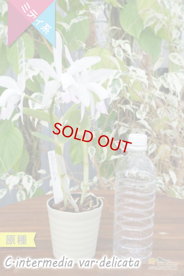 画像5: 【ブラジル原産の丈夫な原種カトレア】C.intermedia var.delicata(原種)カトレア インターメディア バー デリカータ (5)