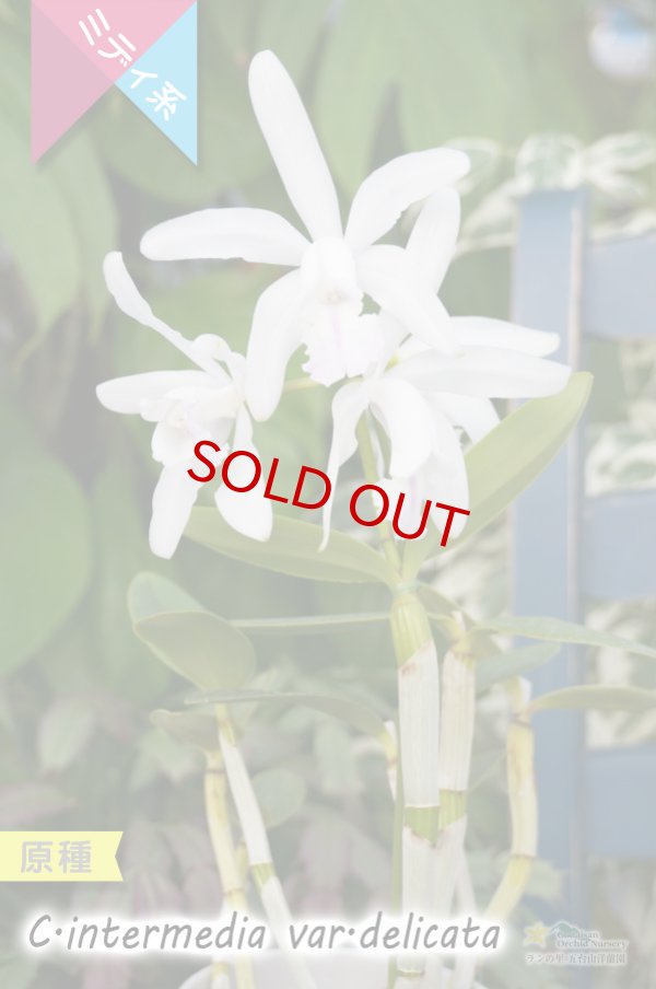 画像3: 【ブラジル原産の丈夫な原種カトレア】C.intermedia var.delicata(原種)カトレア インターメディア バー デリカータ (3)