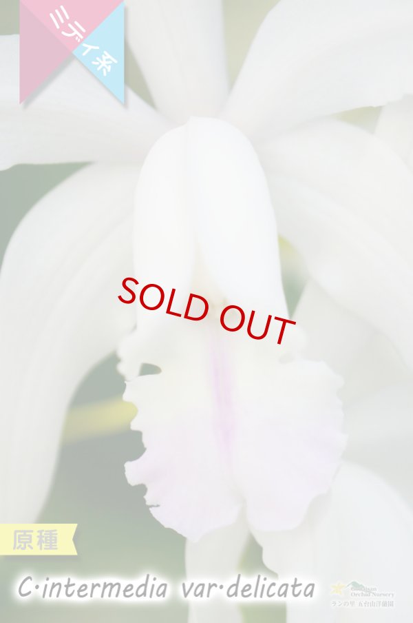 画像2: 【ブラジル原産の丈夫な原種カトレア】C.intermedia var.delicata(原種)カトレア インターメディア バー デリカータ (2)
