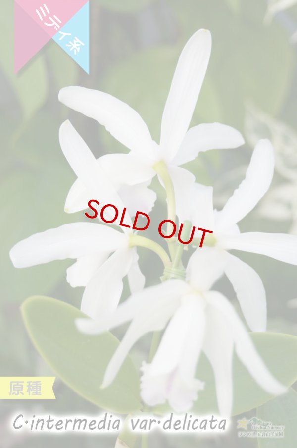 画像4: 【ブラジル原産の丈夫な原種カトレア】C.intermedia var.delicata(原種)カトレア インターメディア バー デリカータ (4)
