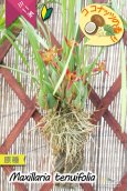 画像6: 【葉っぱに隠れて楚々と咲きながら、ココナッツの香りを漂わせるミニ洋ラン】Maxillaria tenuifolia（原種）マキシラリア  テヌイフォリア (6)