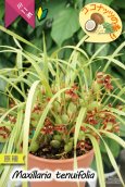 画像7: 【葉っぱに隠れて楚々と咲きながら、ココナッツの香りを漂わせるミニ洋ラン】Maxillaria tenuifolia（原種）マキシラリア  テヌイフォリア (7)