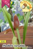 画像3: 【葉っぱに隠れて楚々と咲きながら、ココナッツの香りを漂わせるミニ洋ラン】Maxillaria tenuifolia（原種）マキシラリア  テヌイフォリア (3)