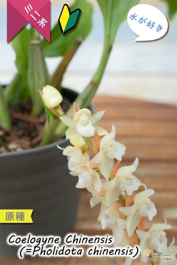 画像6: 【寒さに強く、水が好きなミニ蘭】Coelogyne chinensis（原種）セロジネ　シネンシス（旧：Pholidota chinensis　ホリドータ　シネンシス） (6)