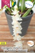 画像5: 【寒さに強く、水が好きなミニ蘭】Coelogyne chinensis（原種）セロジネ　シネンシス（旧：Pholidota chinensis　ホリドータ　シネンシス） (5)