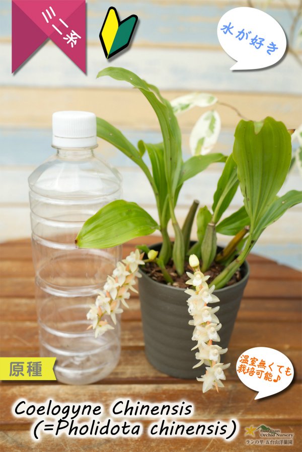 画像8: 【寒さに強く、水が好きなミニ蘭】Coelogyne chinensis（原種）セロジネ　シネンシス（旧：Pholidota chinensis　ホリドータ　シネンシス） (8)