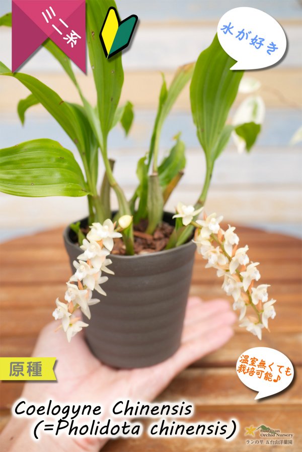 画像7: 【寒さに強く、水が好きなミニ蘭】Coelogyne chinensis（原種）セロジネ　シネンシス（旧：Pholidota chinensis　ホリドータ　シネンシス） (7)