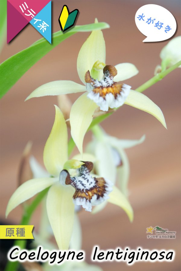 画像1: 【平地でも良く育つ、水が好きな初心者向けラン】Coelogyne lentiginosa（原種）セロジネ　レンティギノーサ (1)