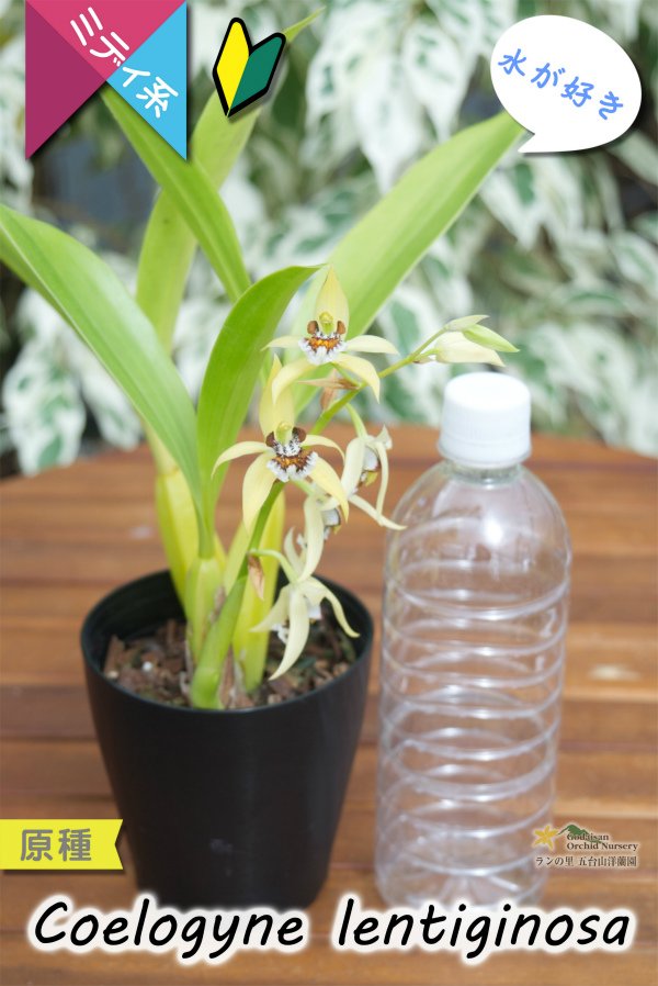 画像8: 【平地でも良く育つ、水が好きな初心者向けラン】Coelogyne lentiginosa（原種）セロジネ　レンティギノーサ (8)