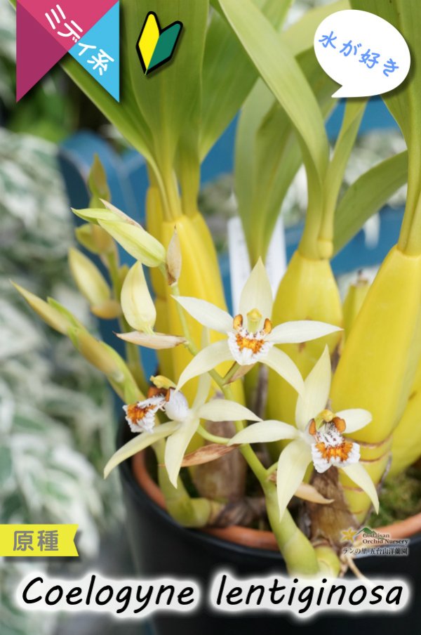 画像7: 【平地でも良く育つ、水が好きな初心者向けラン】Coelogyne lentiginosa（原種）セロジネ　レンティギノーサ (7)