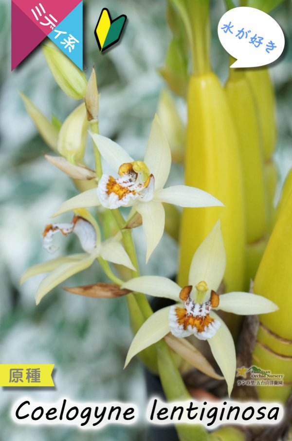画像6: 【平地でも良く育つ、水が好きな初心者向けラン】Coelogyne lentiginosa（原種）セロジネ　レンティギノーサ (6)