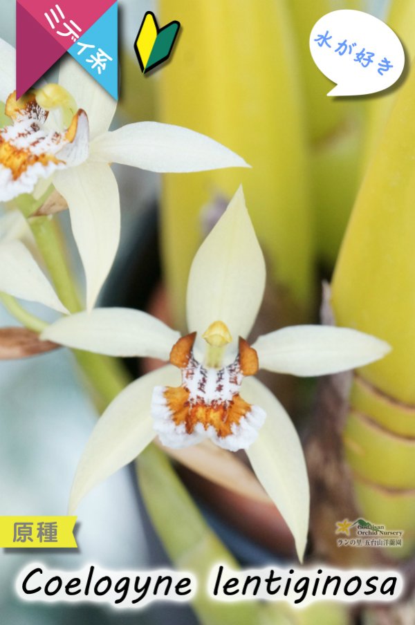 画像5: 【平地でも良く育つ、水が好きな初心者向けラン】Coelogyne lentiginosa（原種）セロジネ　レンティギノーサ (5)