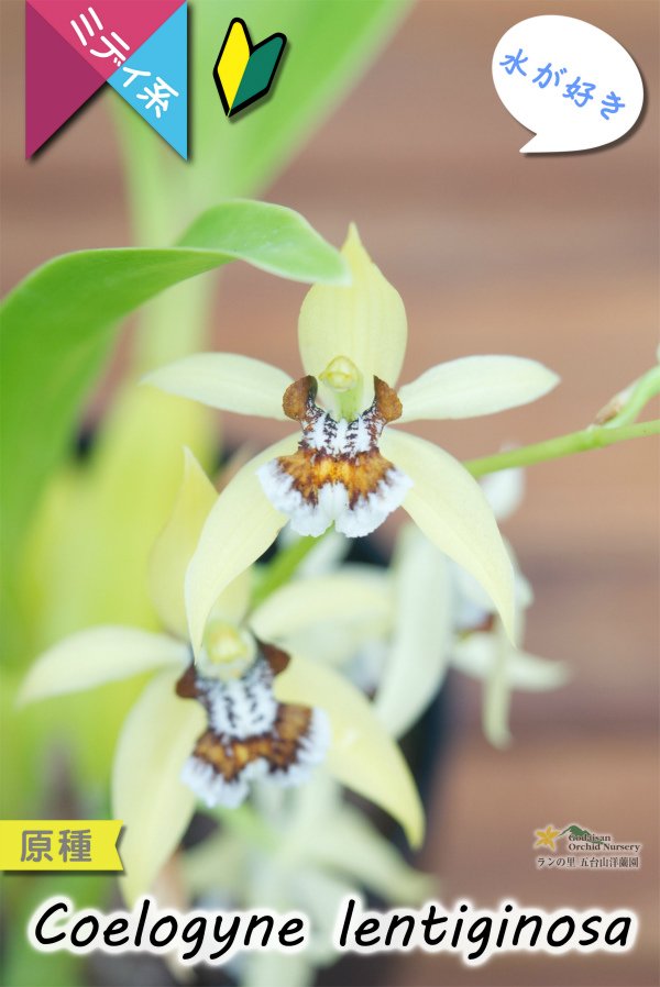 画像4: 【平地でも良く育つ、水が好きな初心者向けラン】Coelogyne lentiginosa（原種）セロジネ　レンティギノーサ (4)